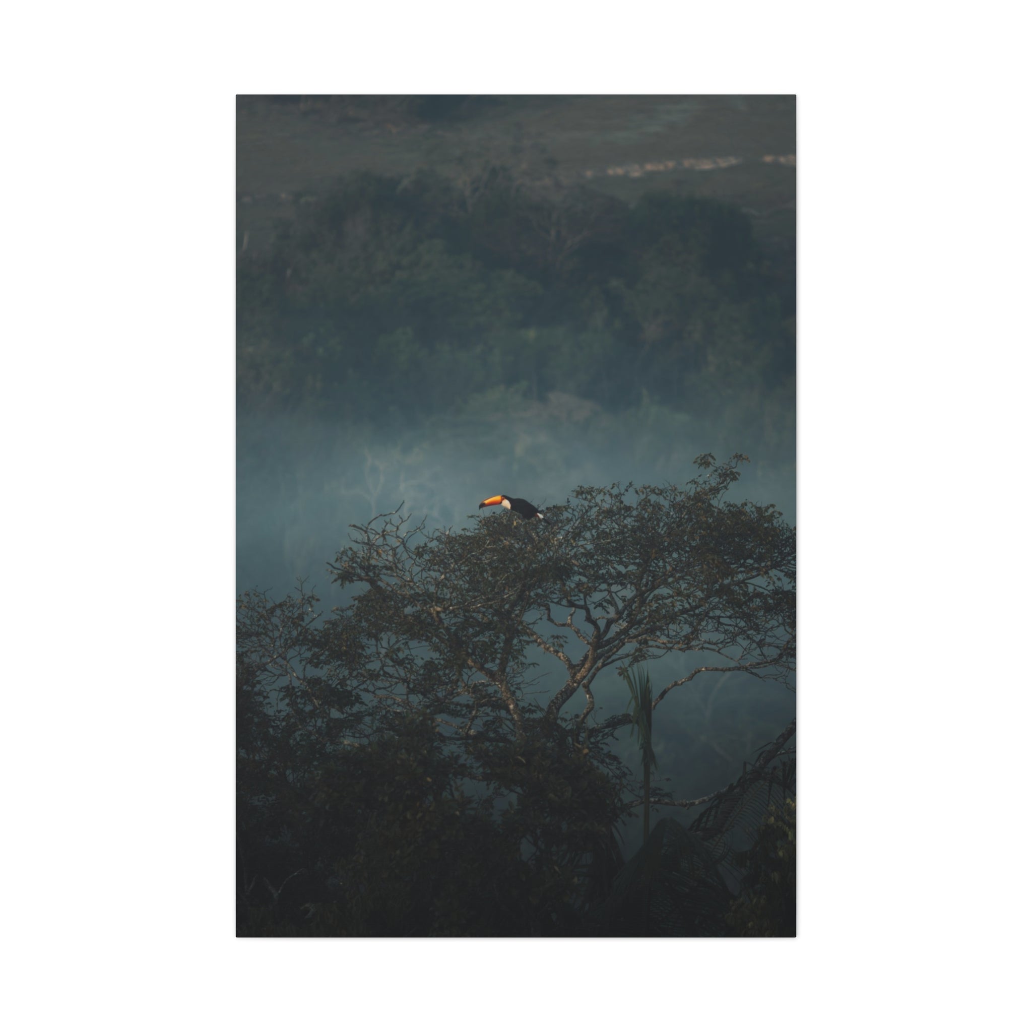 Toucan in Misty Jungle Canvas Print — Tropical Wildlife Wall Art