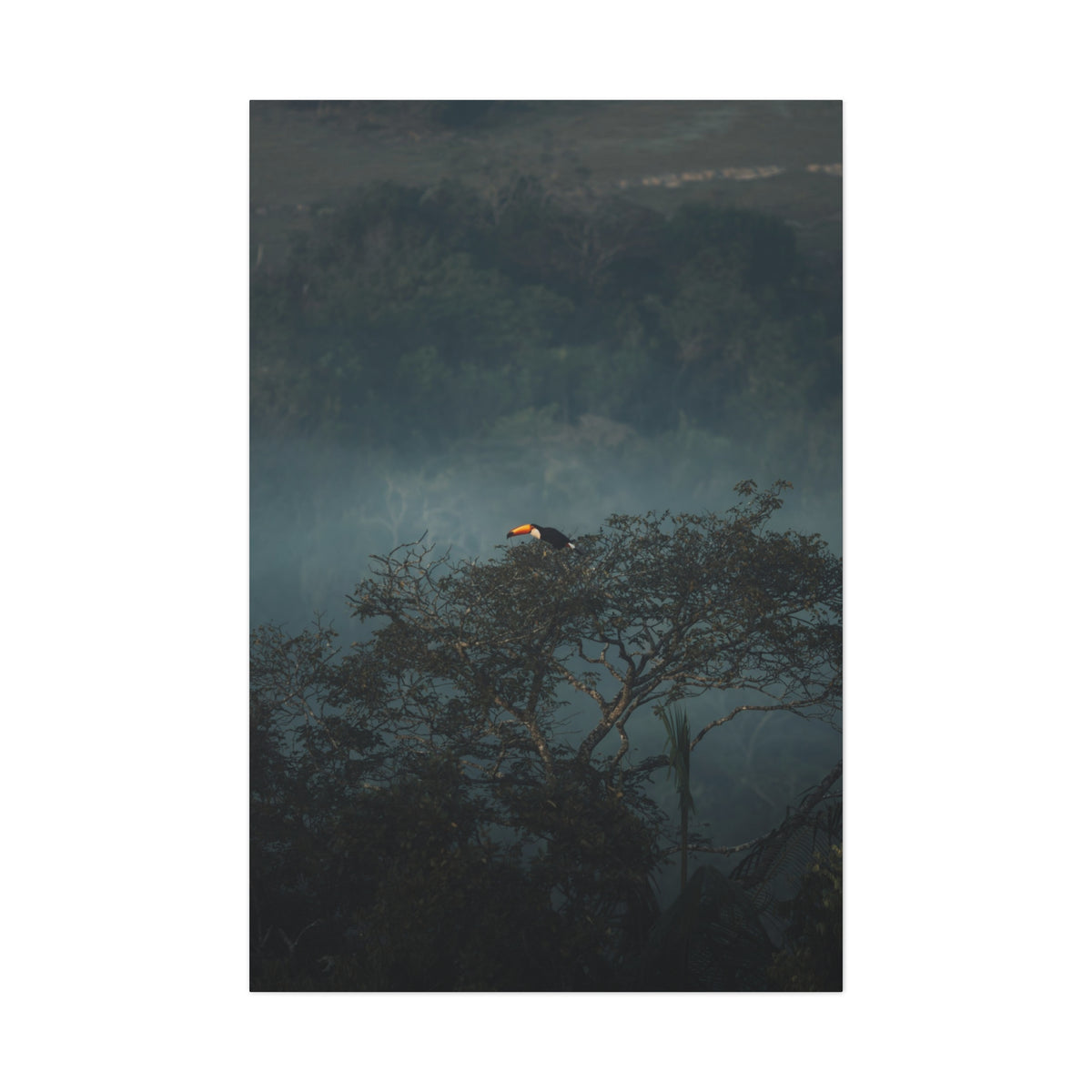 A vertical photographic print of a toucan perched on a tree branch in a misty, dark forest landscape, centered on a white background.